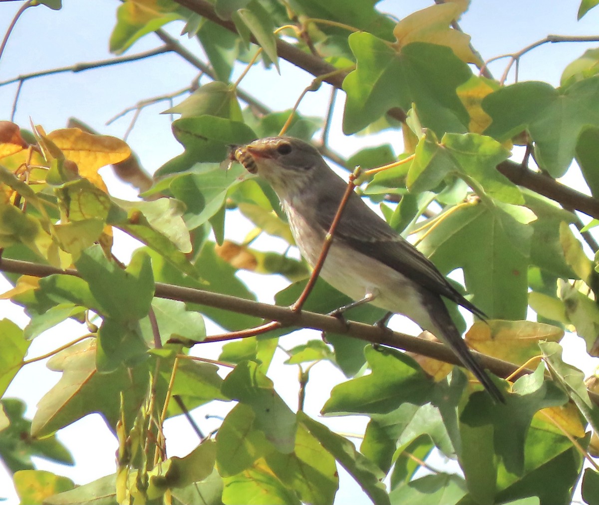 Spotted Flycatcher - ML641230949