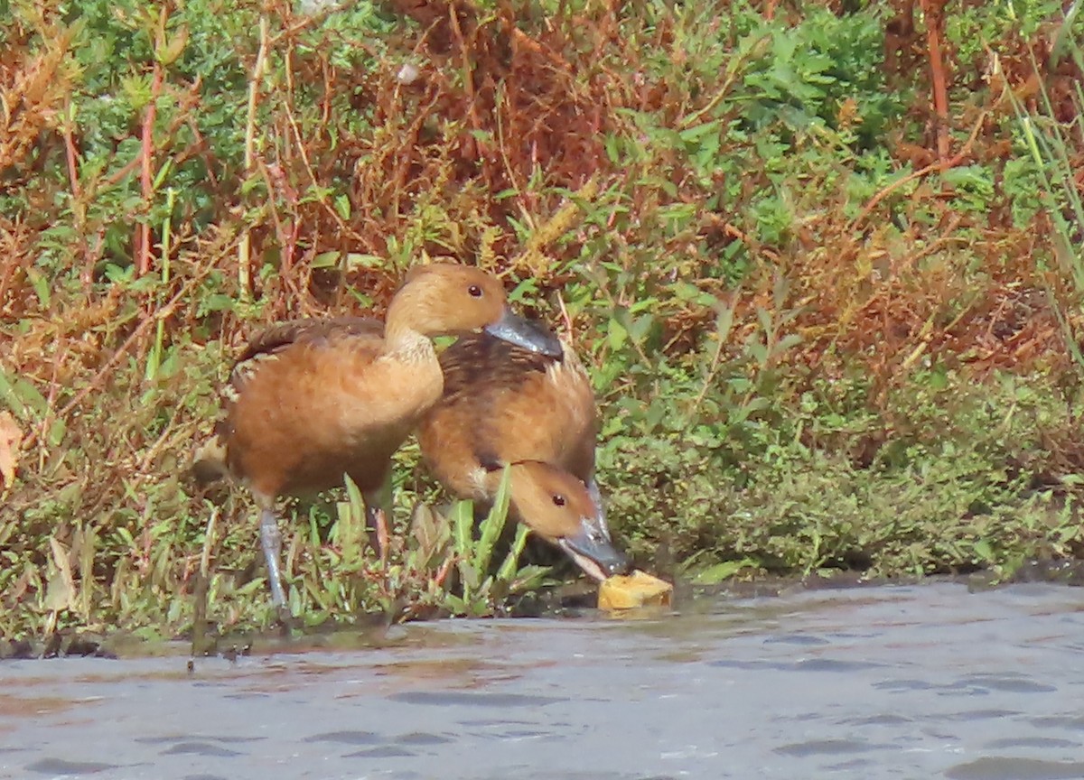 Fulvous Whistling-Duck - ML641230962