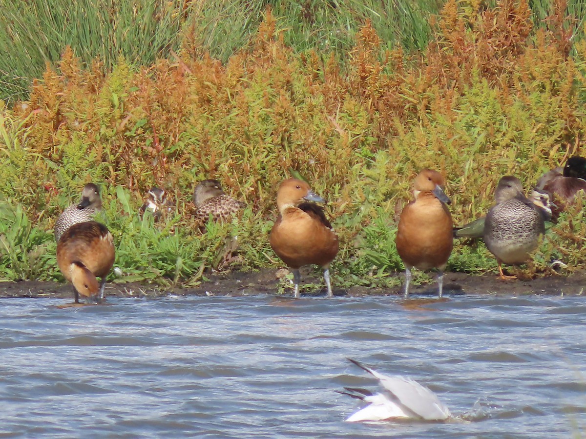 Fulvous Whistling-Duck - ML641230963