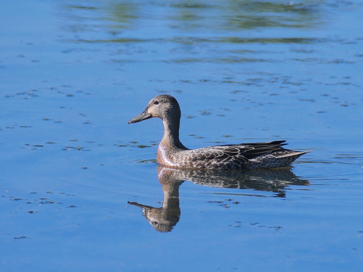 Blue-winged Teal - ML641230965