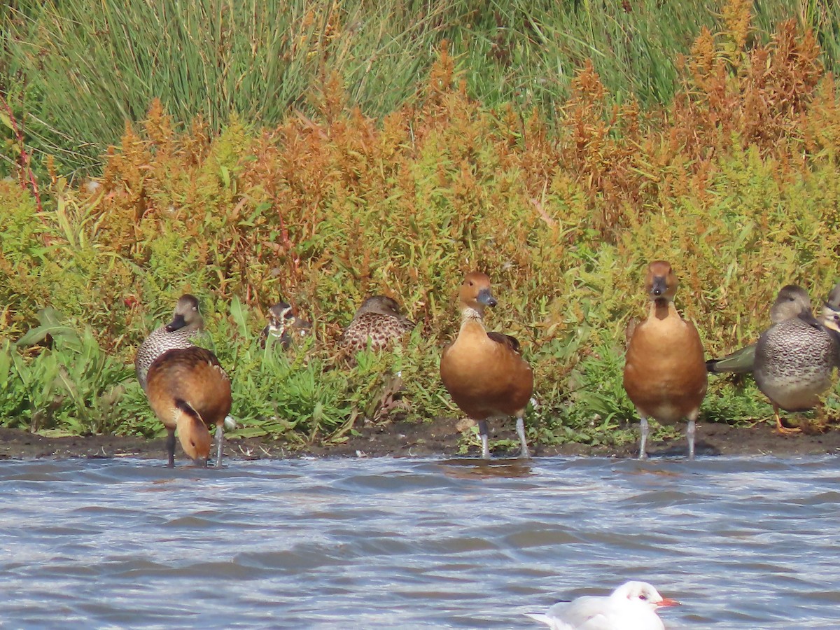 Fulvous Whistling-Duck - ML641230966