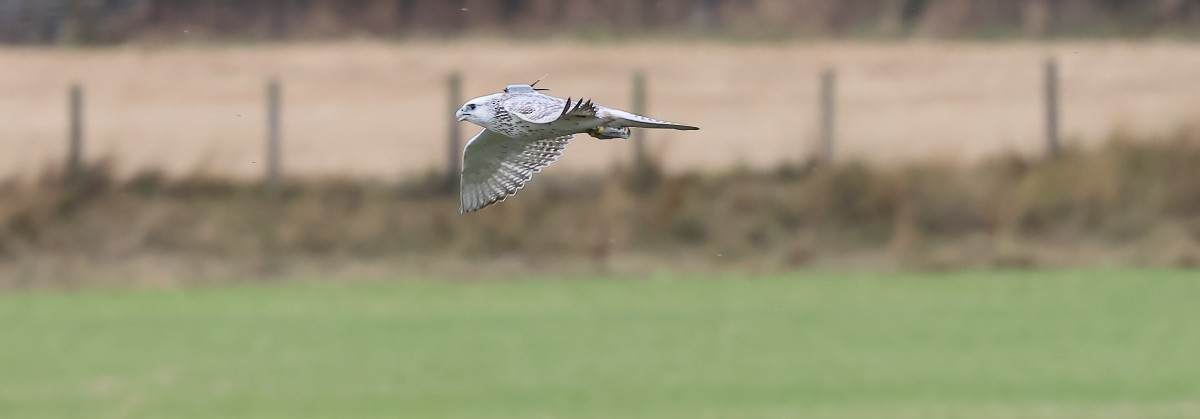 Gerfalke - ML641230973