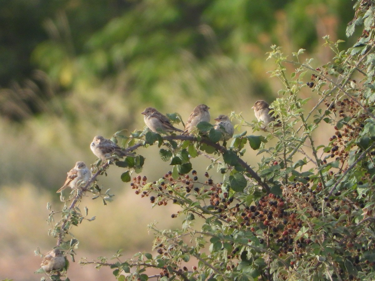 House Sparrow - ML641230992