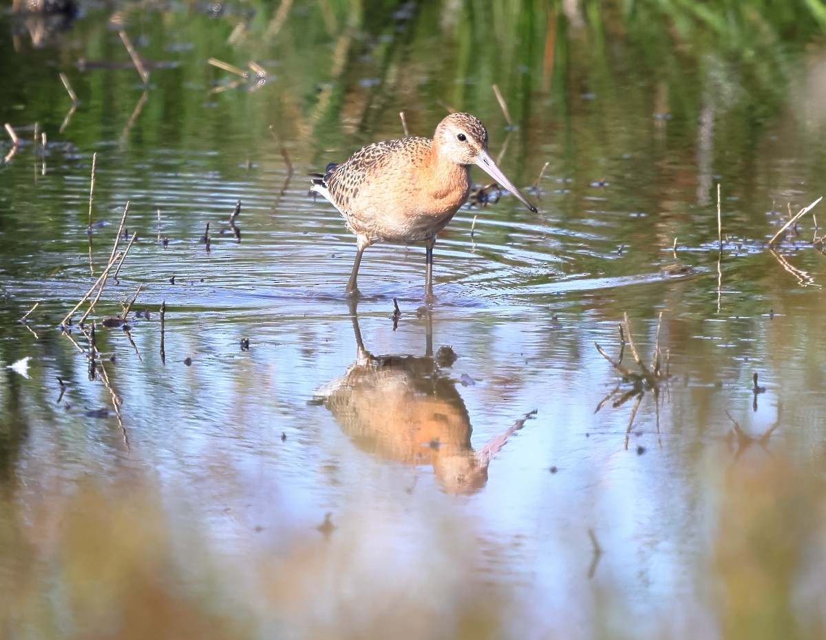Black-tailed Godwit - ML641230997