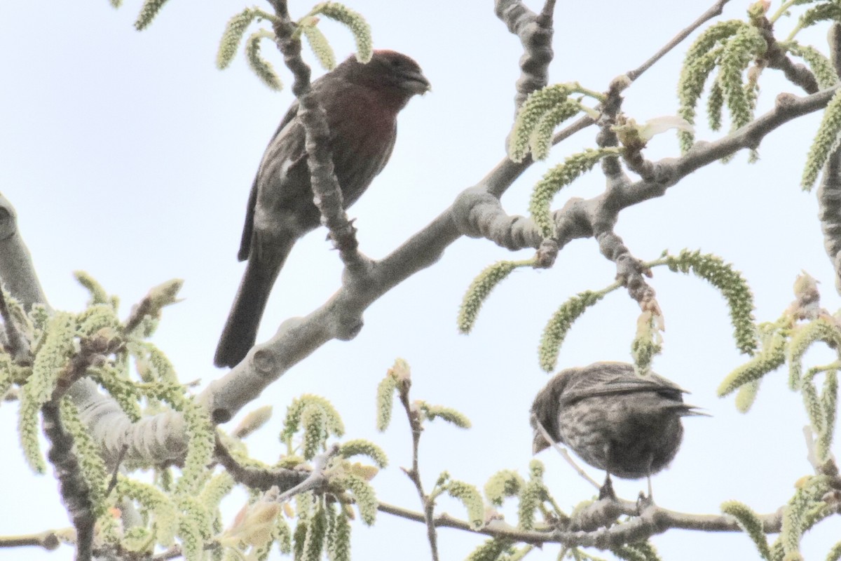 House Finch - ML641230998