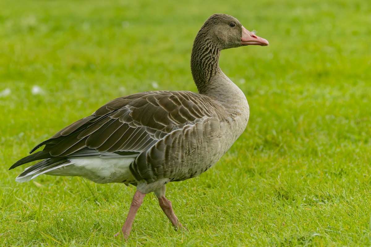 Graylag Goose (Domestic type) - ML641230999