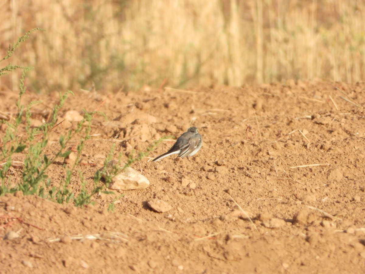 White Wagtail - ML641231000
