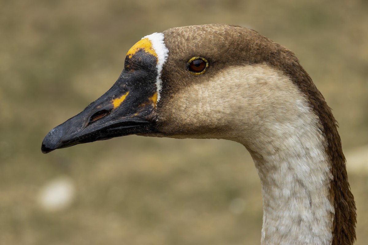 Swan Goose (Domestic type) - ML641231001