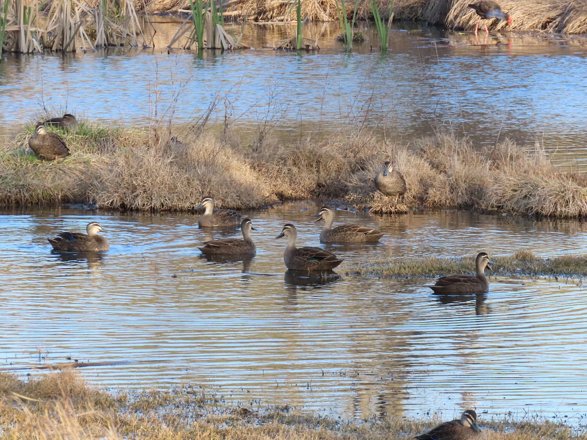 Pacific Black Duck - ML641231002