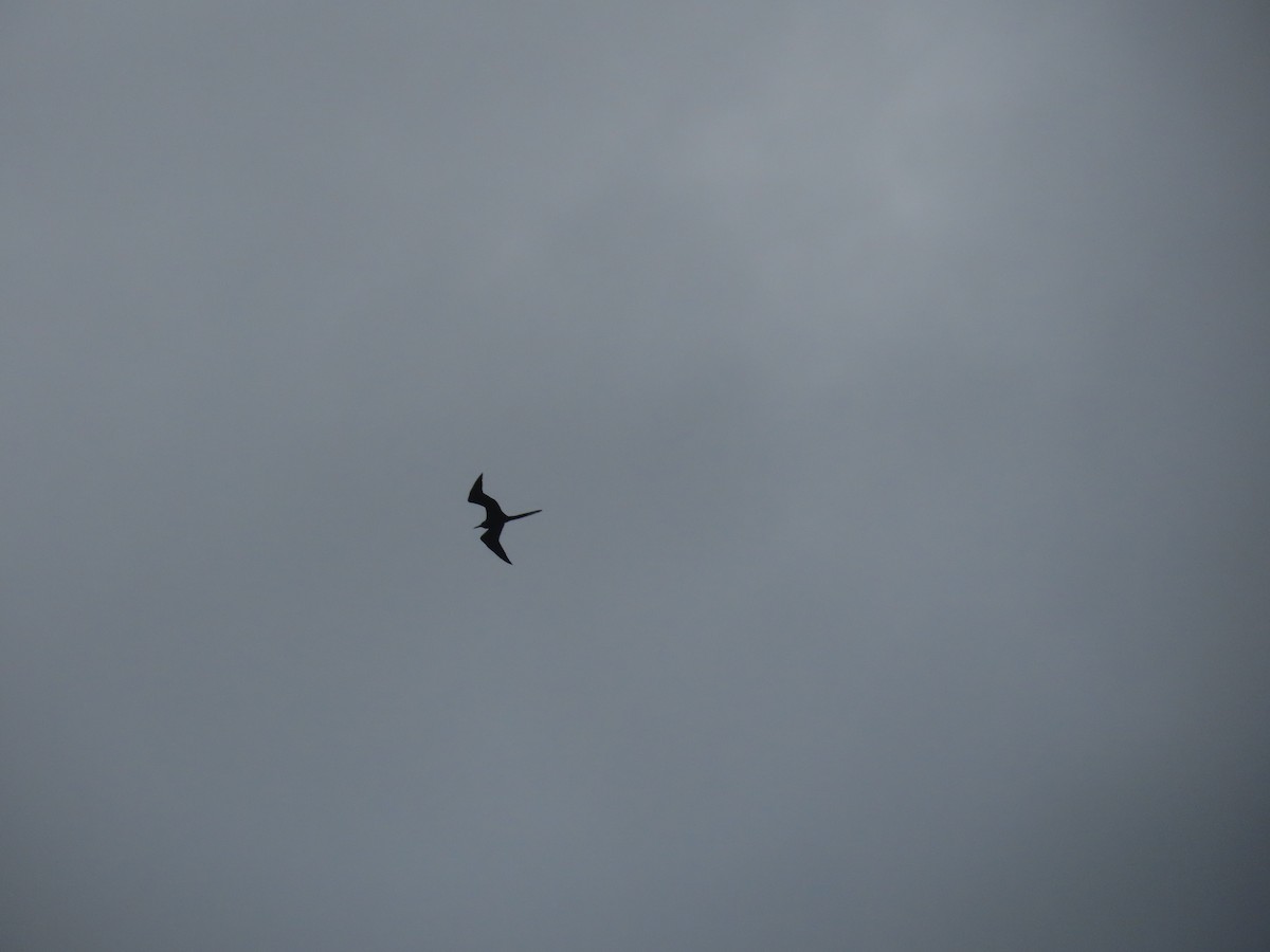 Magnificent Frigatebird - ML641231003