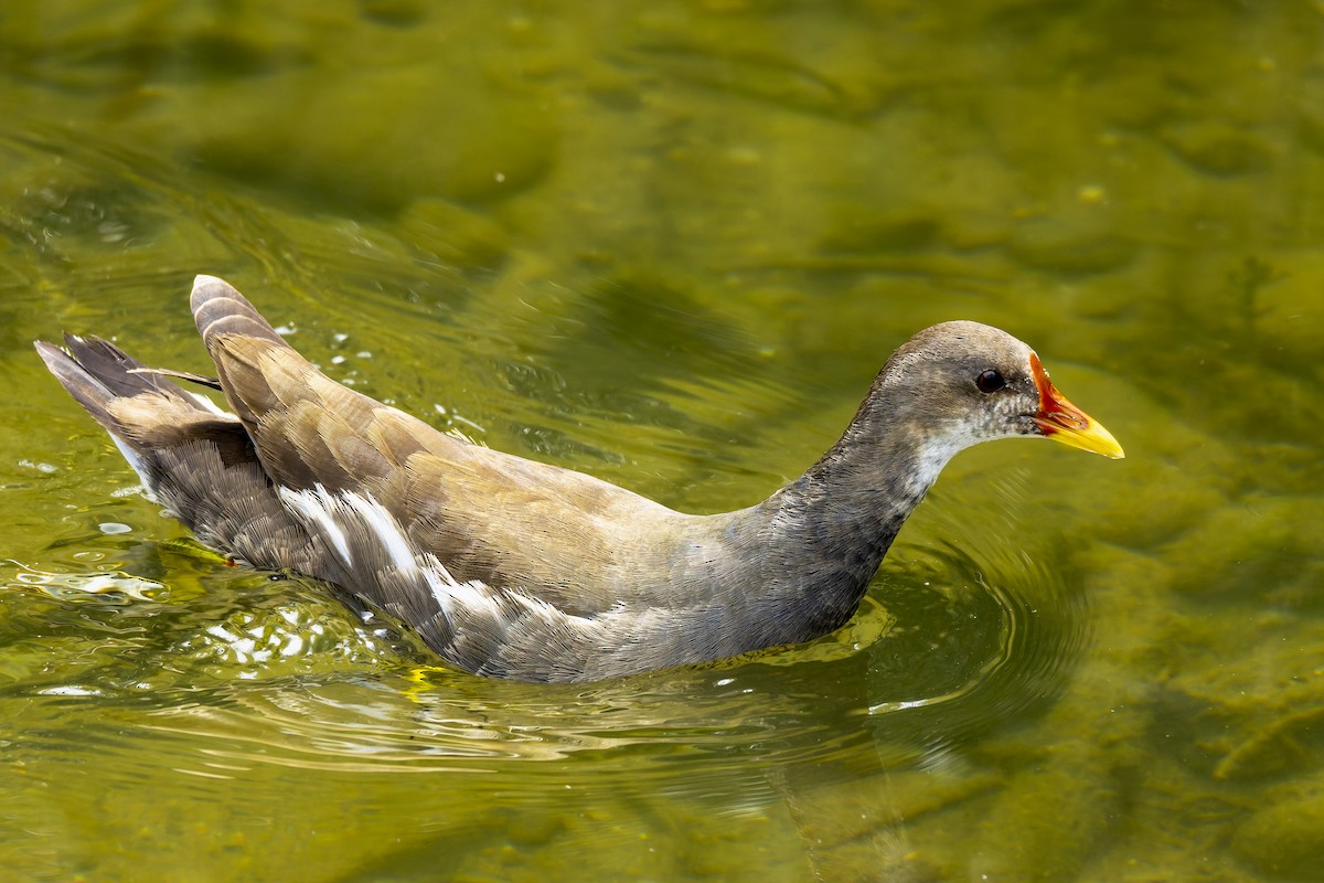 Eurasian Moorhen - ML641231004