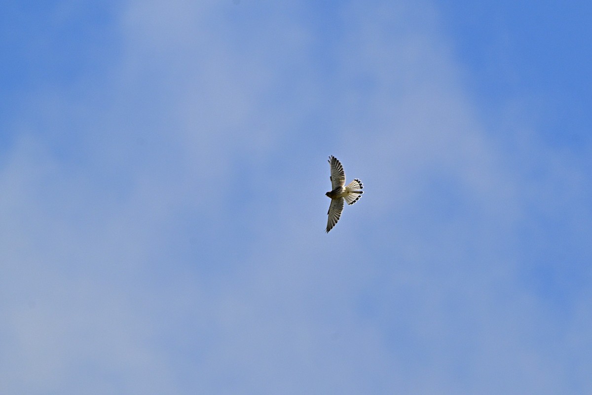 Eurasian Kestrel - ML641231007