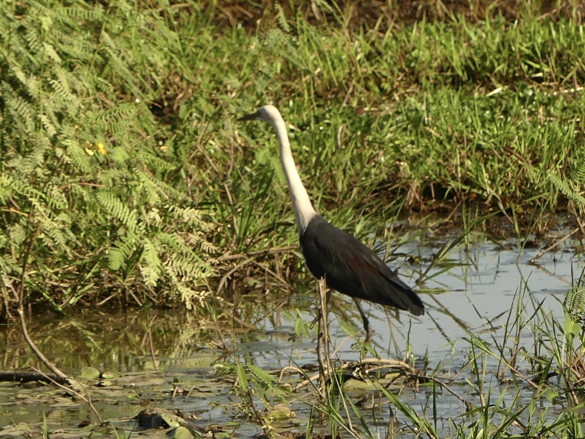 Pacific Heron - ML641231010