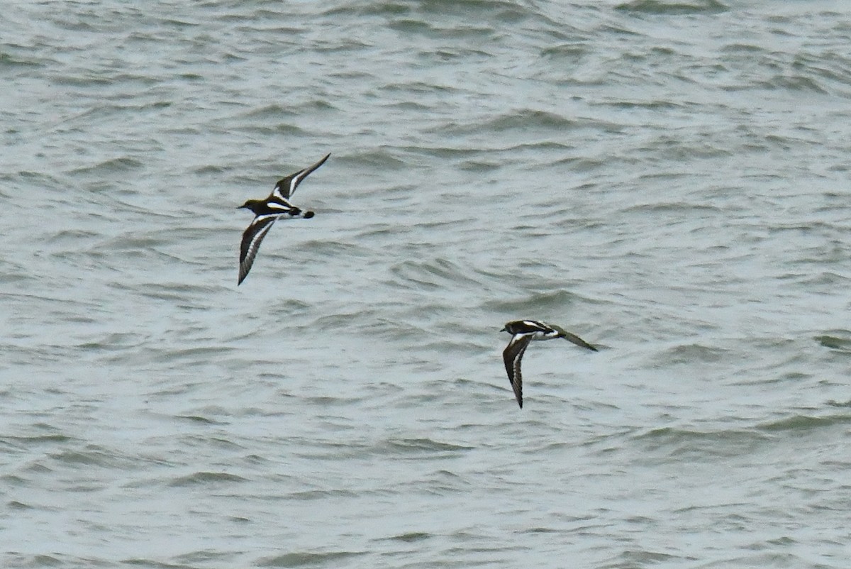 Ruddy Turnstone - ML641231016