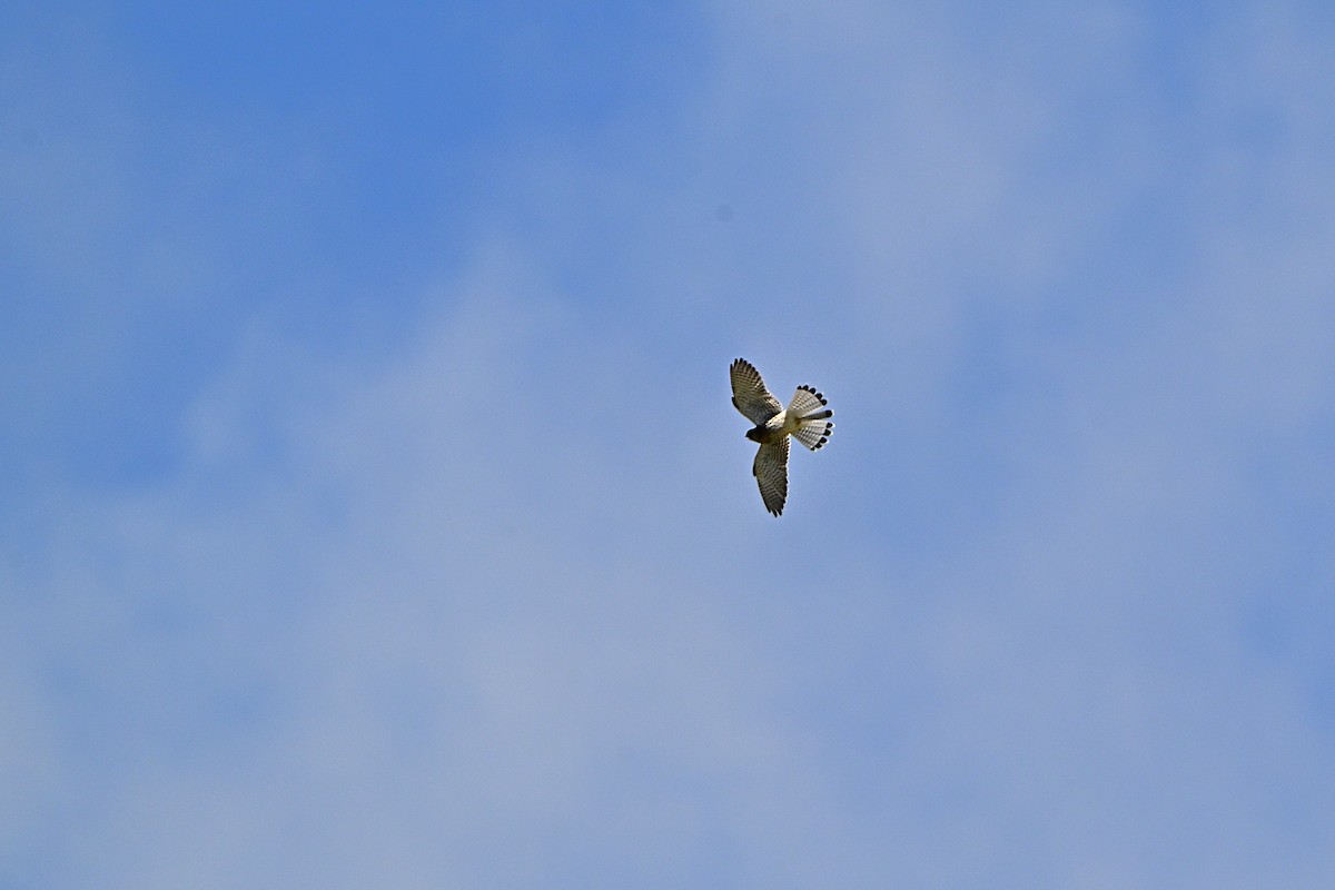 Eurasian Kestrel - ML641231019