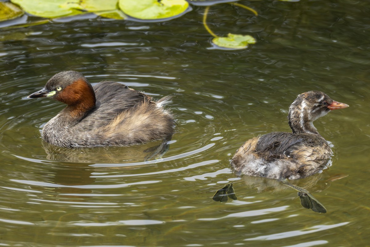 Little Grebe - ML641231021
