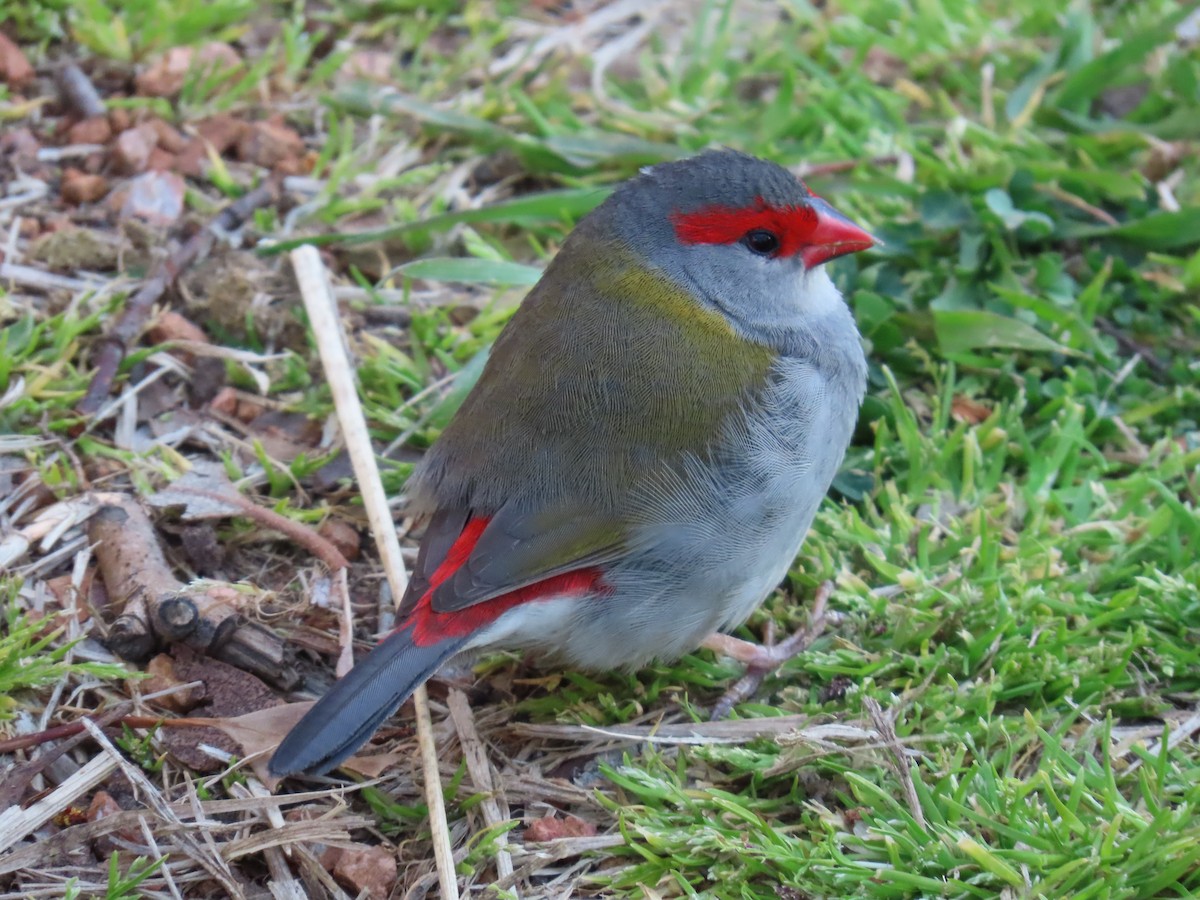 Red-browed Firetail - ML641231024