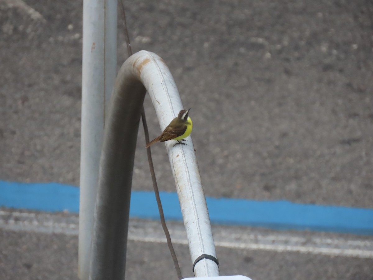 Social Flycatcher - ML641231026