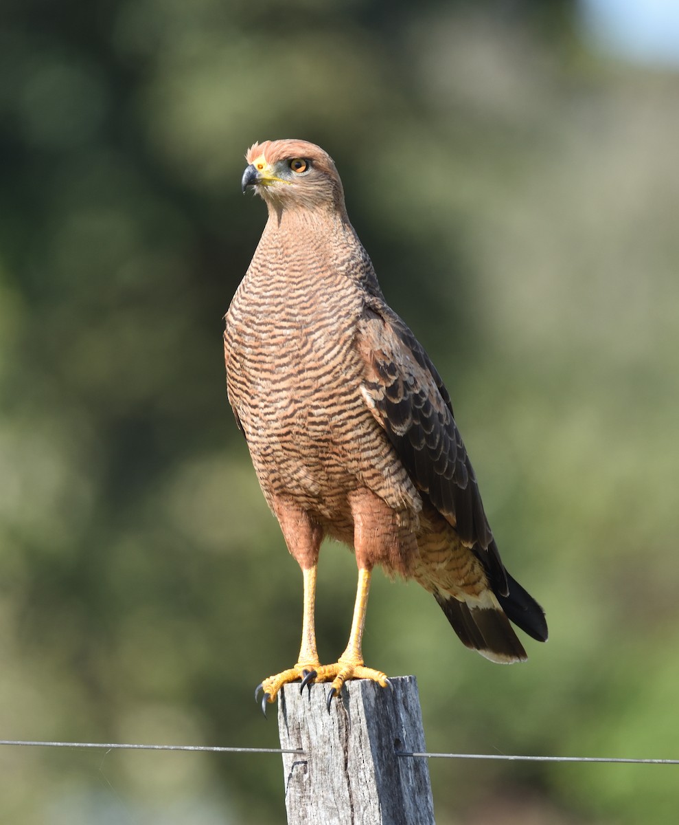 Savanna Hawk - ML641231028