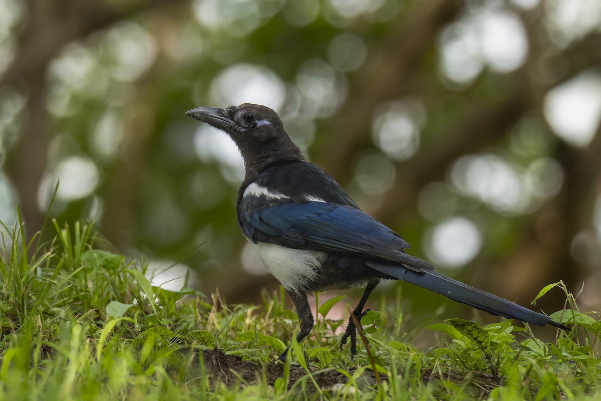 Oriental Magpie - ML641231030