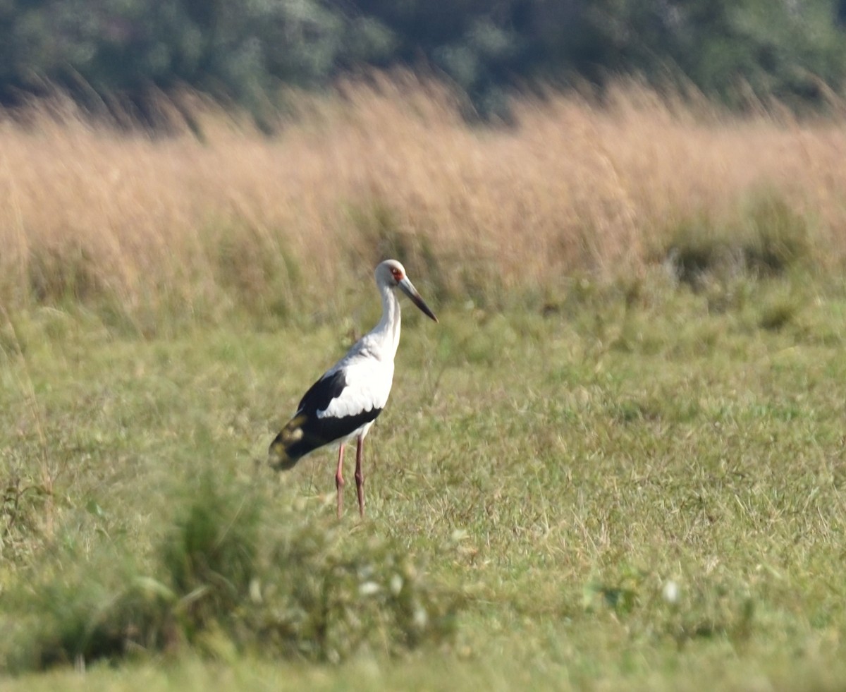 Maguari Stork - ML641231031