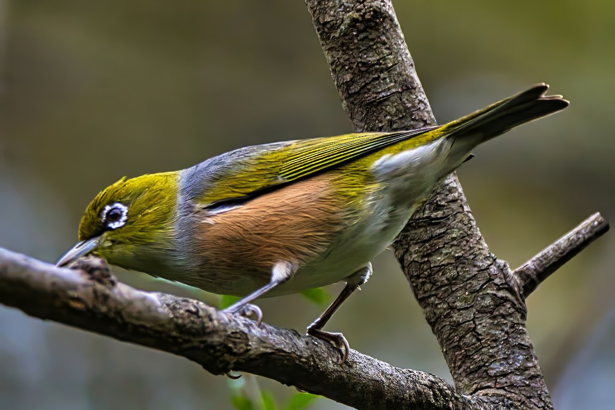 Silvereye - ML641231032