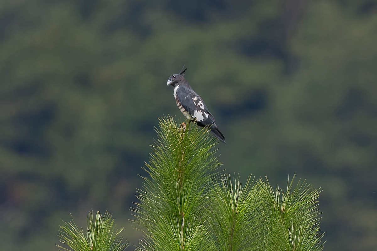 Black Baza - ML641231034