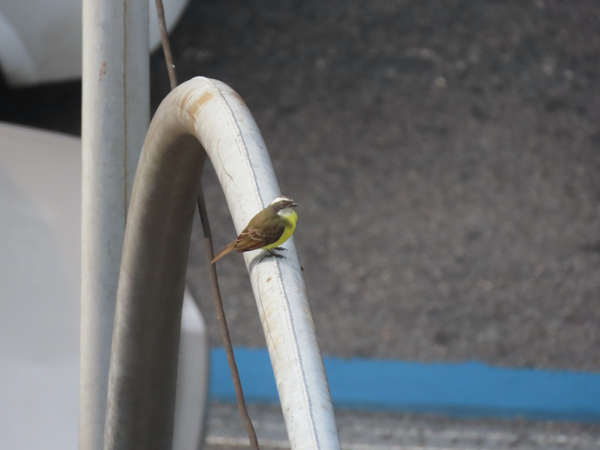 Social Flycatcher - ML641231042