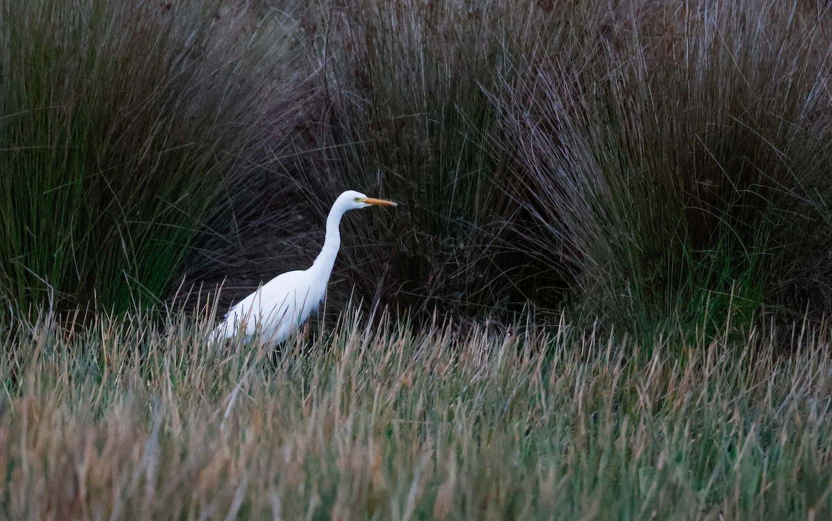 Plumed Egret - ML641231044
