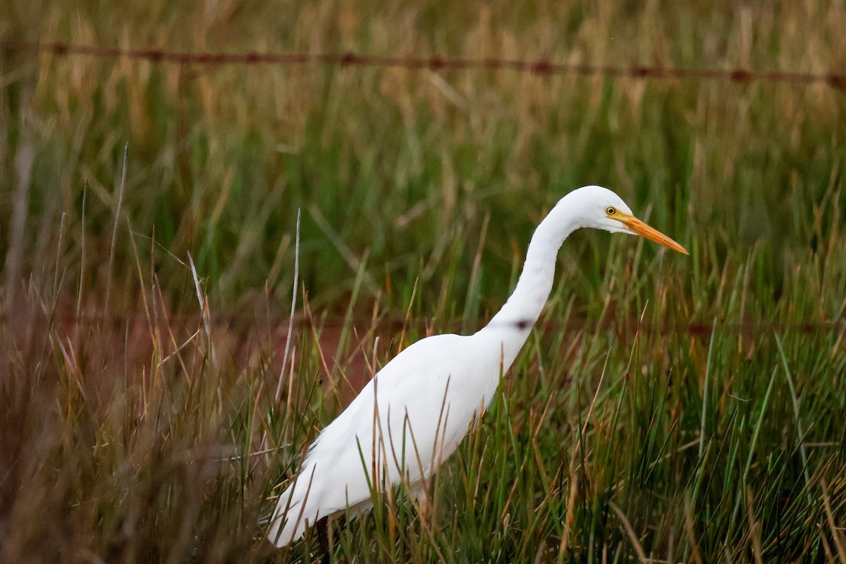 Plumed Egret - ML641231045