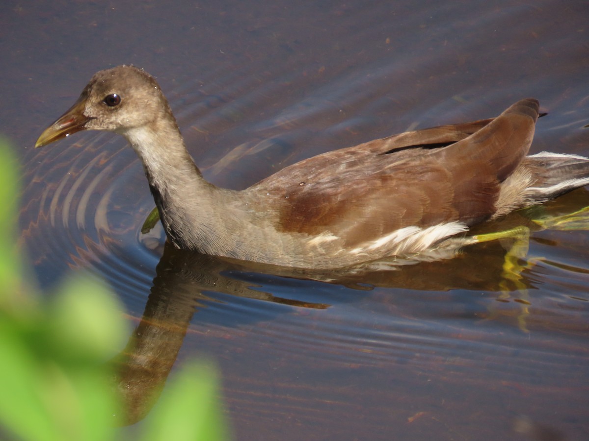 Common Gallinule - ML641231051