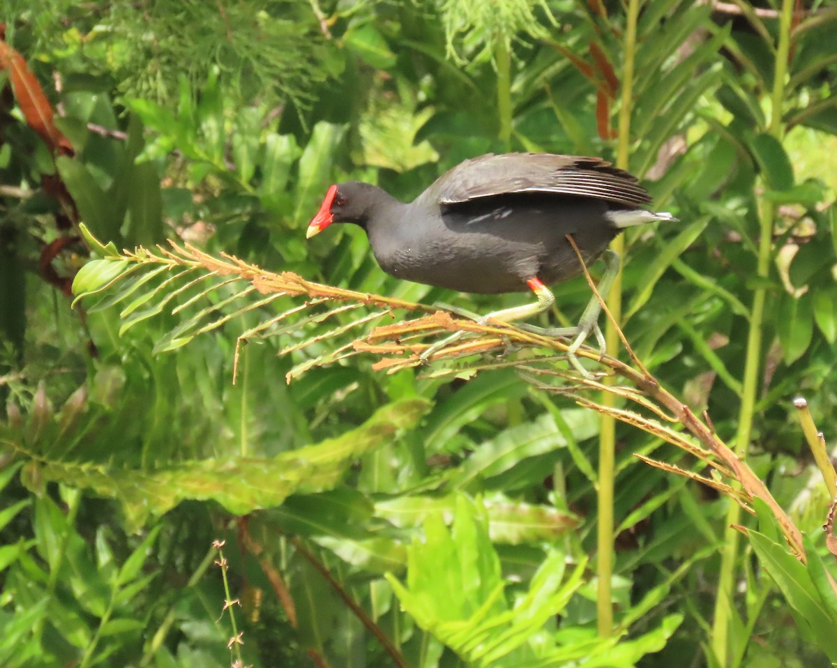 Common Gallinule - ML641231052