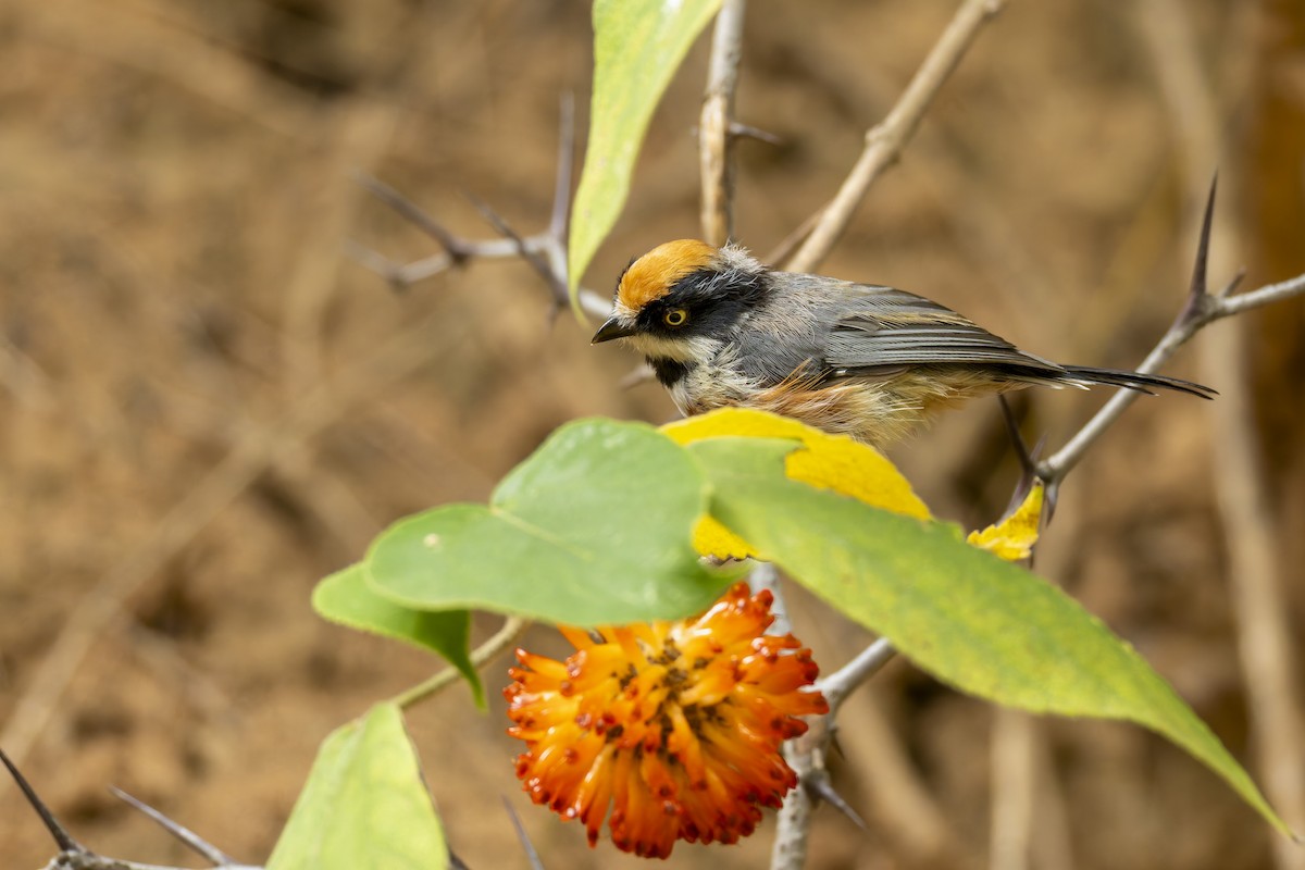 Black-throated Tit - ML641231053