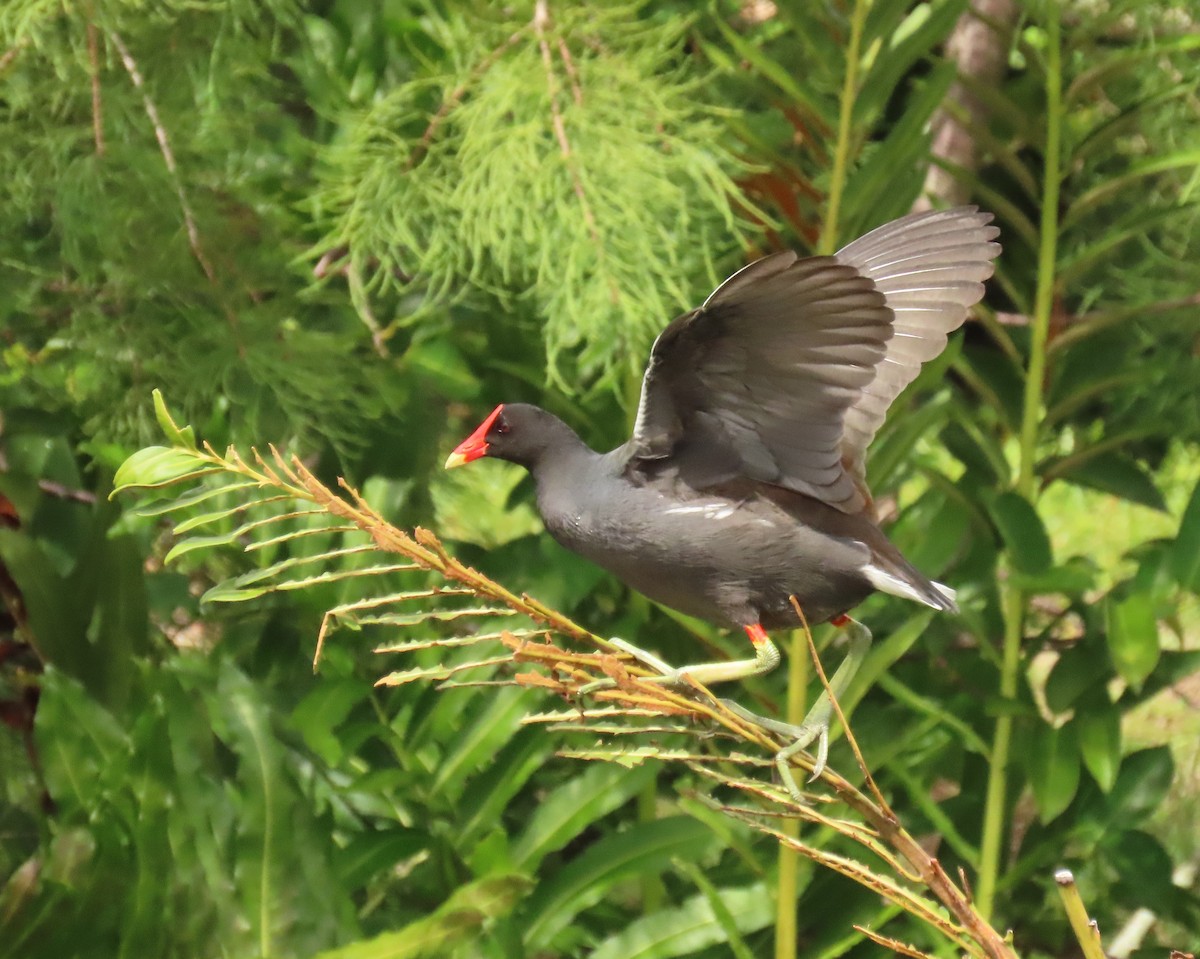 Common Gallinule - ML641231054