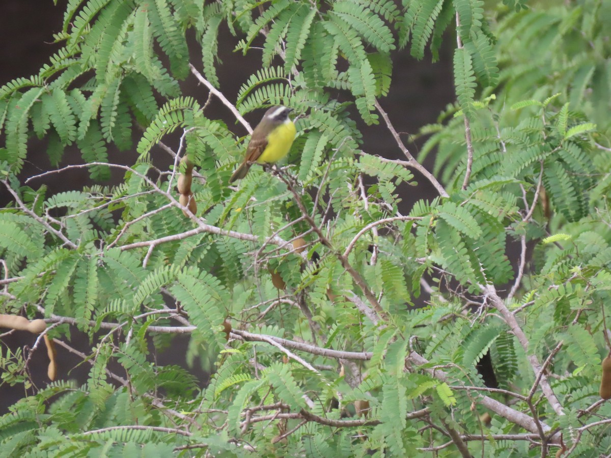 Social Flycatcher - ML641231055