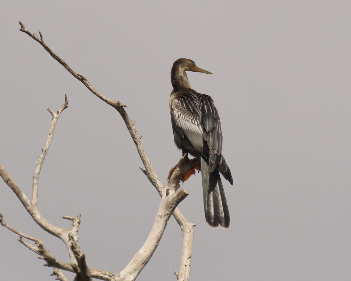 Anhinga d'Amérique - ML641231058