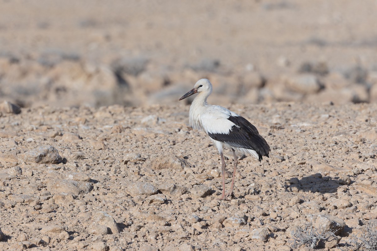 Cigogne blanche - ML641231071
