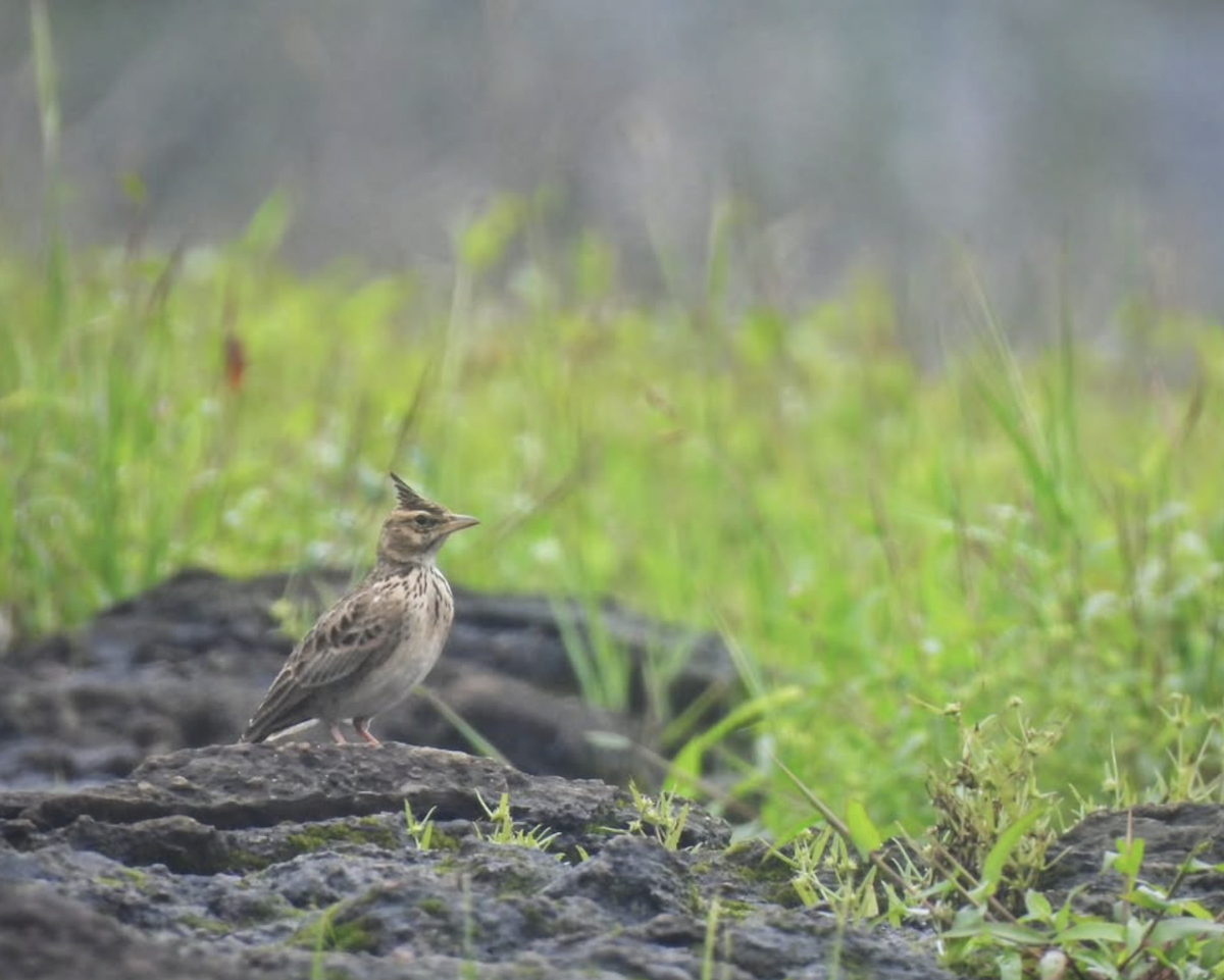 Malabar Lark - ML641231097