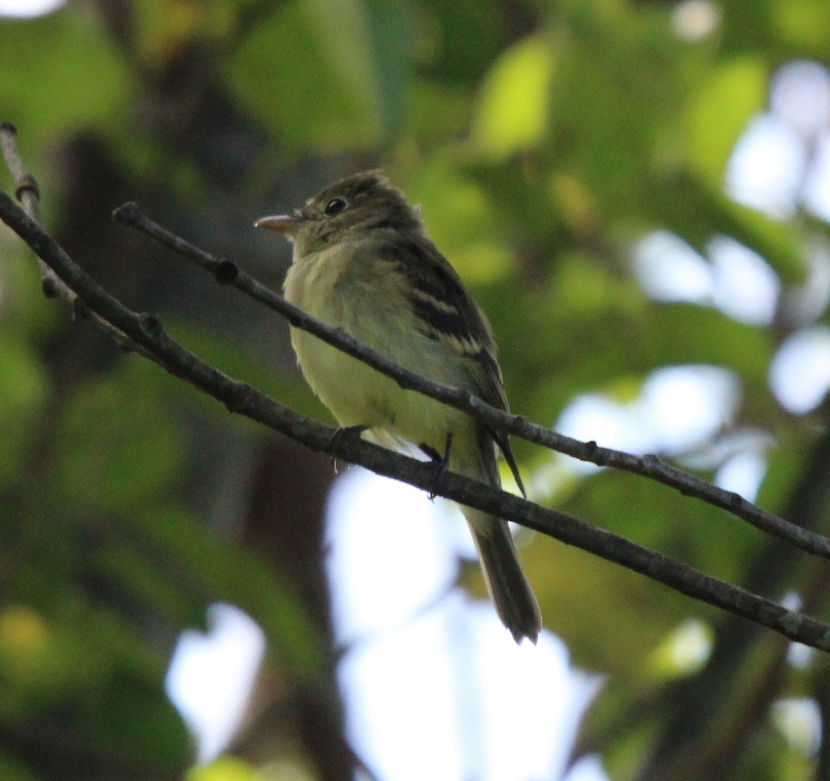 Mosquero Verdoso - ML641231111