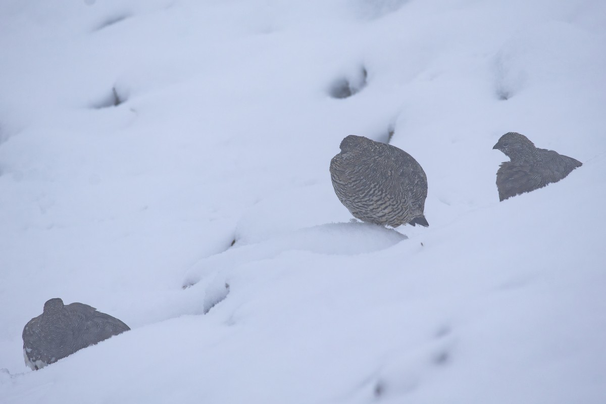 Rock Ptarmigan - ML641231143