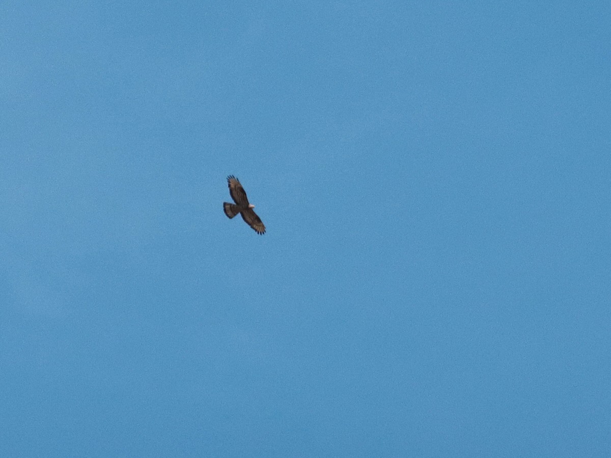 European Honey-buzzard - ML641231144