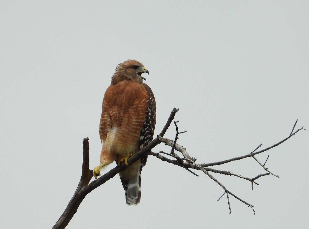 Red-shouldered Hawk - ML641231145