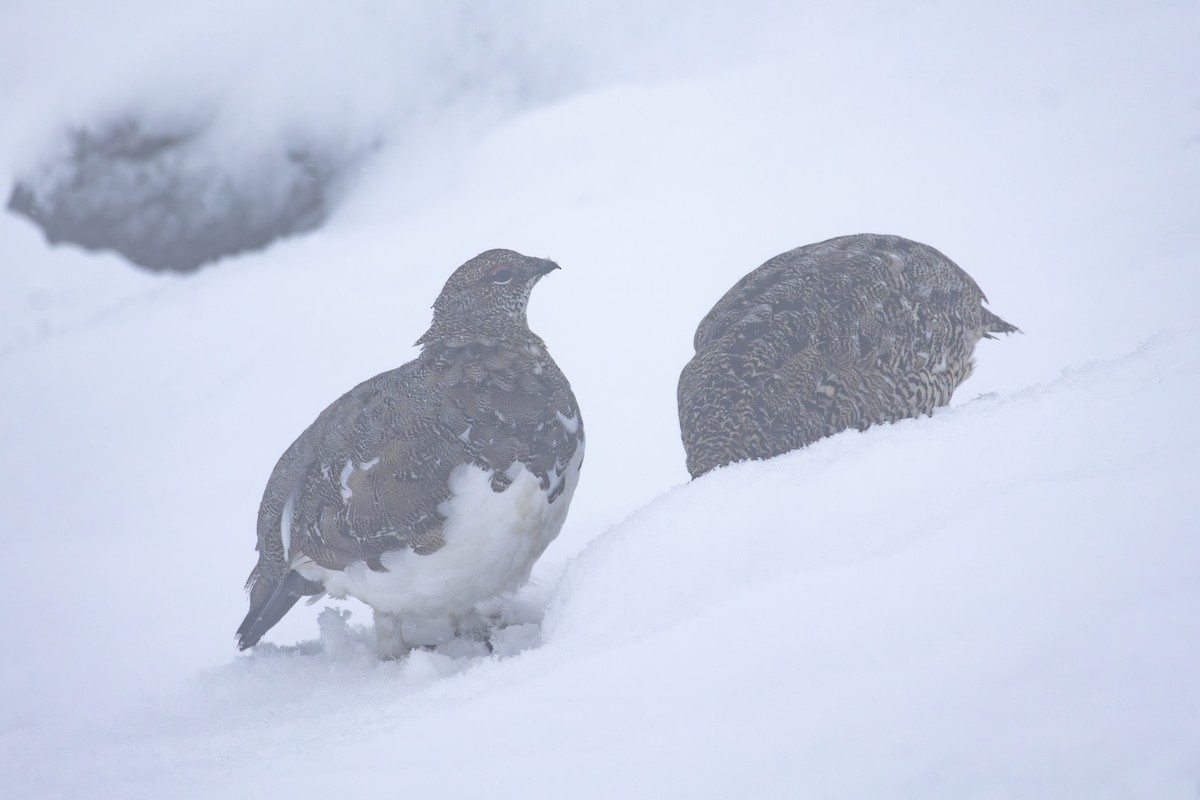 Rock Ptarmigan - ML641231146