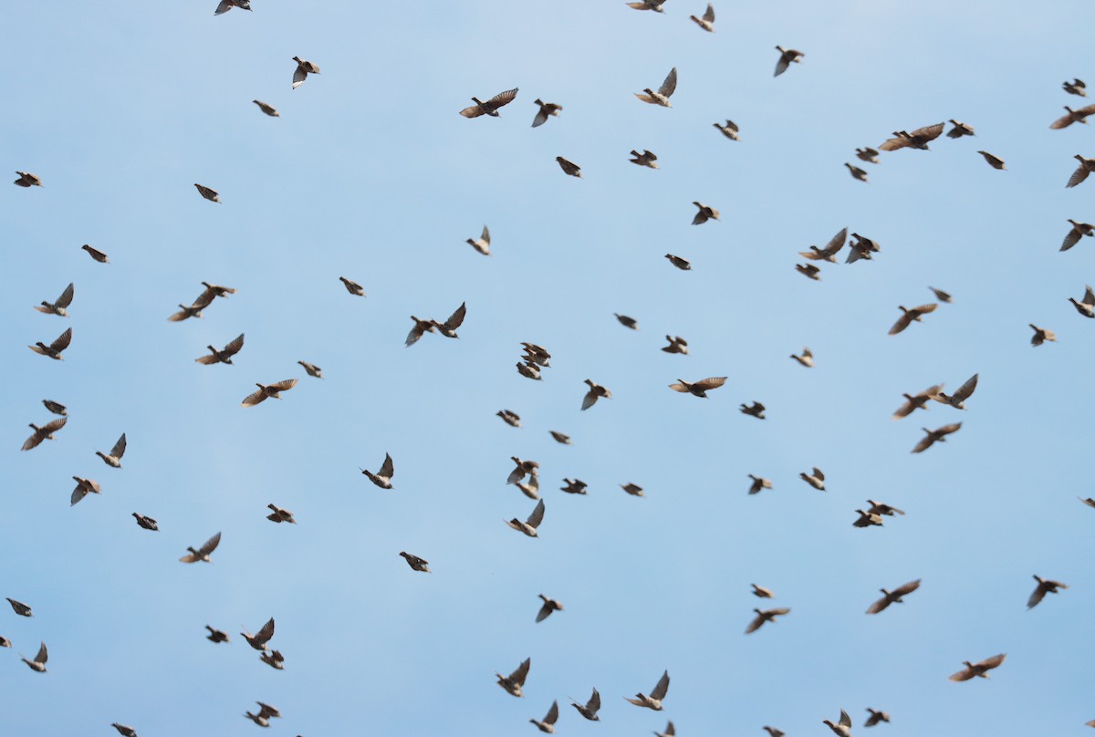 European Starling - ML641231149
