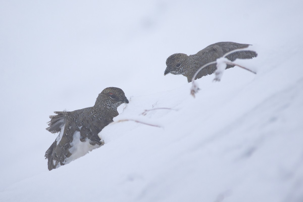 Rock Ptarmigan - ML641231152