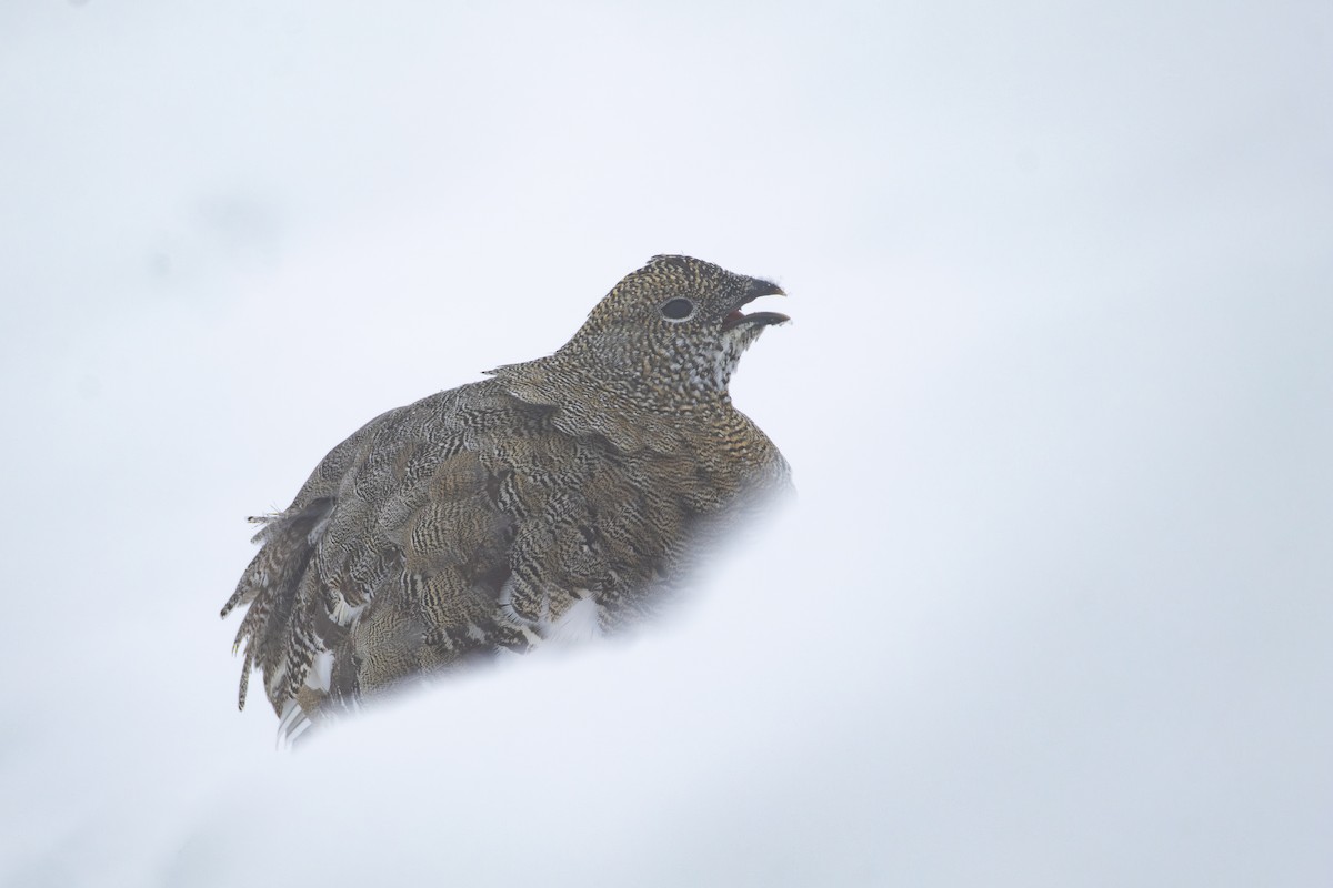 Rock Ptarmigan - ML641231154
