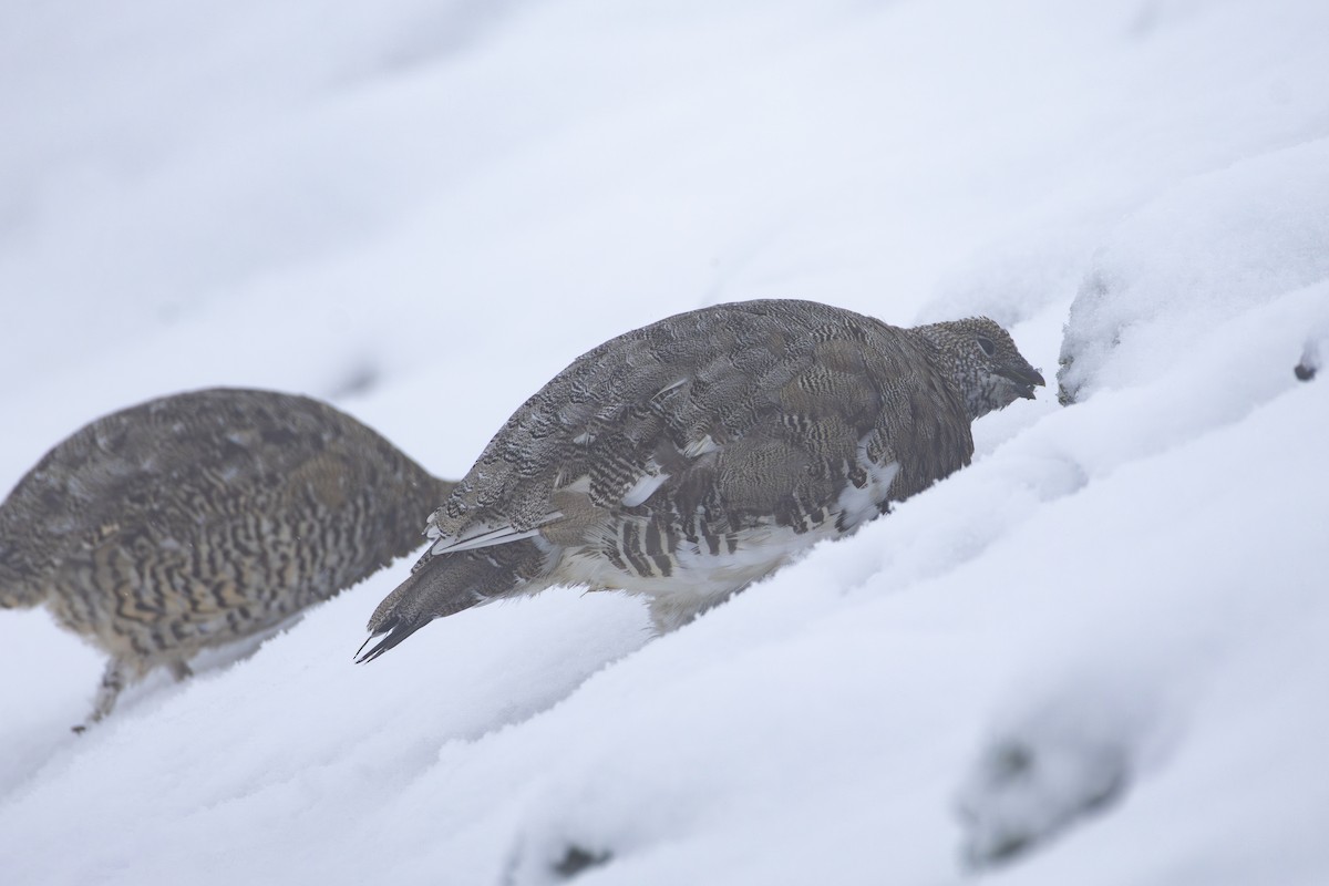 Rock Ptarmigan - ML641231155