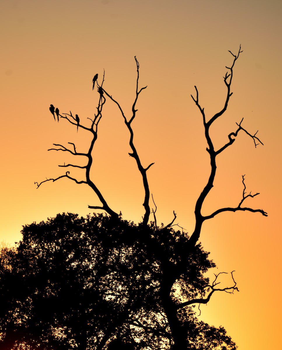 Hyacinth Macaw - ML641231156