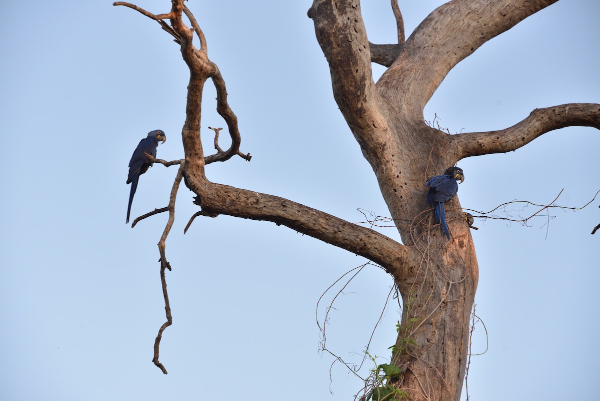 Hyacinth Macaw - ML641231157
