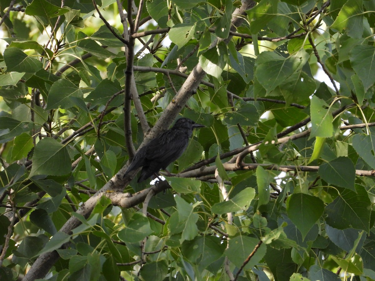 Spotless Starling - ML641231160